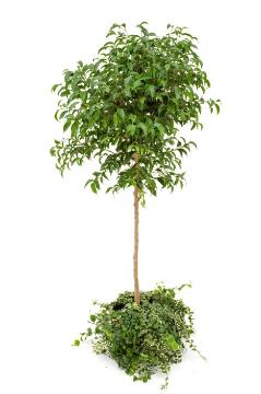 Ficus benjamina, Ficus pumila, Simply White Serie