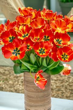 flower vase, open flowers, Tulipa Darwin Hybrid, Tulpenstrauß