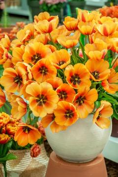 Schnittblume, Tulipa Darwin Hybrid, Tulpenstrauß