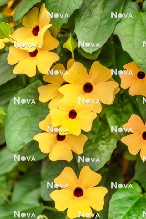N1524569 Thunbergia Sunny Susy ® Apricot