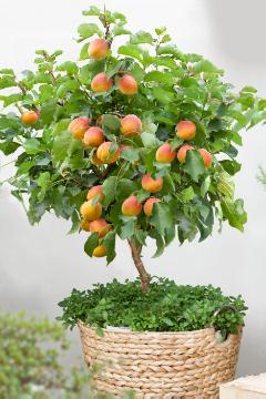 Dwarf fruit tree, Dwarf fruit, Prunus armeniaca