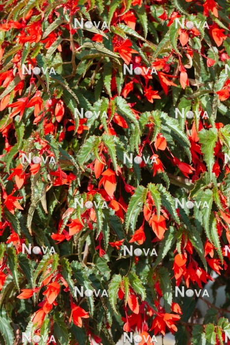N1925117 Begonia Summerwings ™ Coral Elegance