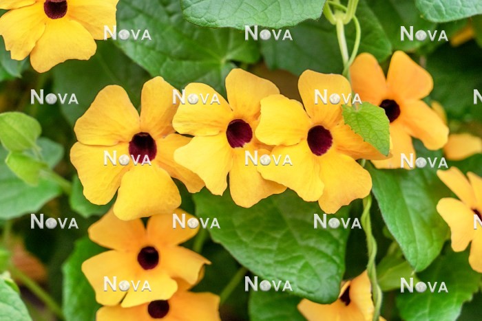 N1524573 Thunbergia Sunny Susy ® Apricot