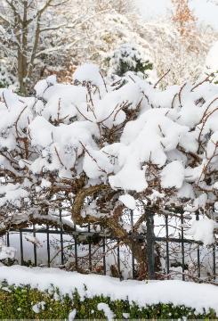 Hydrangea anomala subsp. petiolaris, impression, snow, Winter impression, Winter