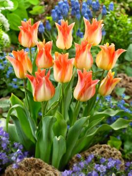 Lily-Flowered Tulip