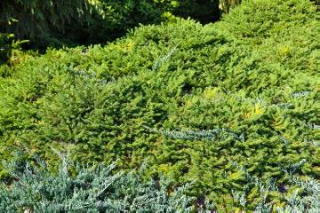 Juniperus horizontalis, Picea abies
