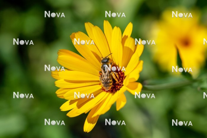 N1525571 Calendula officinalis mit Biene