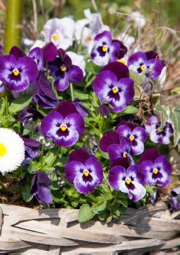 basket, Bellis perennis, Springtime, Viola cornuta