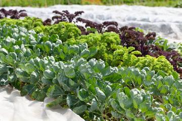Brassica (Genus), Cauliflower, Kale