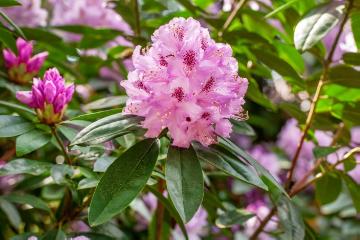 Rhododendron Hybride