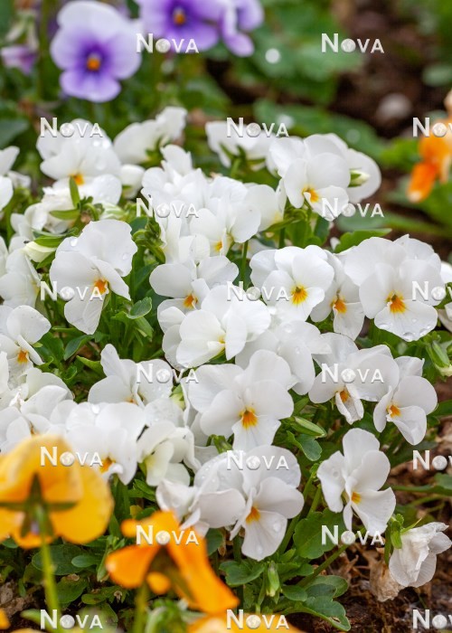 N1525403 Viola Twix ® F1 White