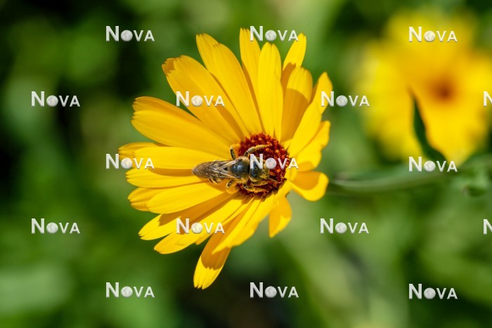 N1525570 Calendula officinalis with bee