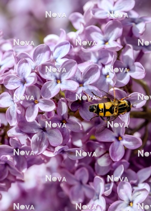 N0116874 Syringa Clarence D. van Zandt with hoverfly