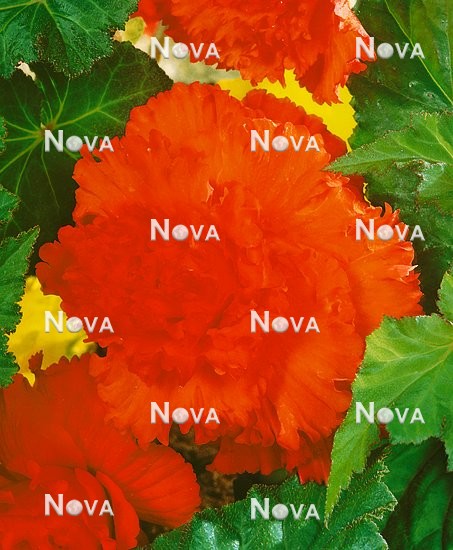 80 45 04 Begonia Primadonna
