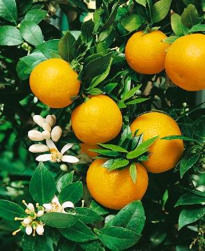 Citrus aurantium, Citrus Fruites, Lime (Genus), Myrtle-leaf Orange