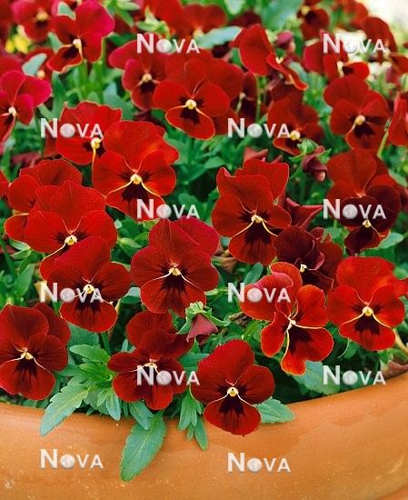 N1506446 Viola Nature™ Red