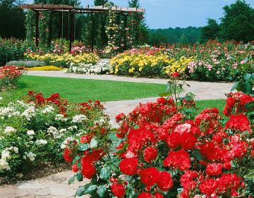 Park, Pergola, rambler, Rosa (Genus), Rose garden
