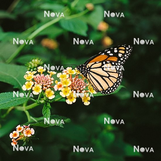 N2100312 Schmetterling auf Lantana camara