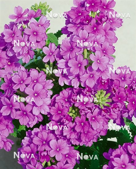 N1506623 Verbena Obsession Lilac
