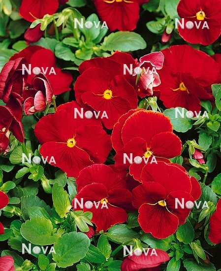 N1507556 Viola Atlas Scarlet