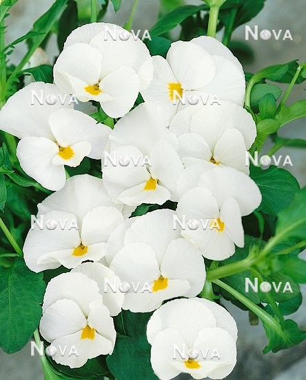 N1507320 Viola Panola White