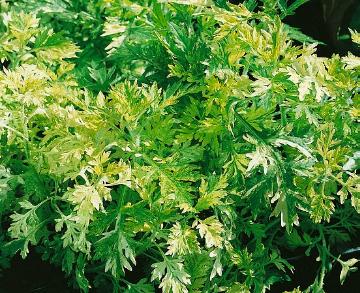Artemisia (Genus), Artemisia vulgaris, Blattschmuckpflanze, Perennials «perennials»
