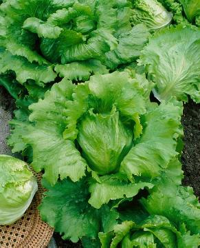 Lactuca sativa, lettuce (Genus)