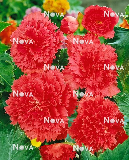 N1904217 Begonia Fimbriata