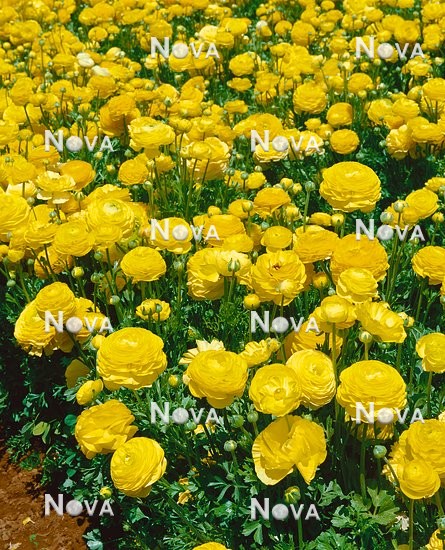 N1900800 Ranunculus yellow
