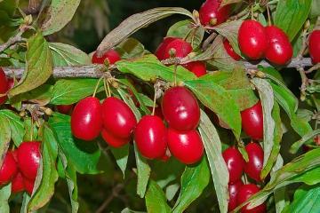 Beeren, Cornelian Cherry