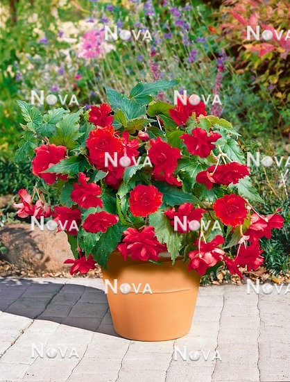 N1905098 Begonia Cascade Red