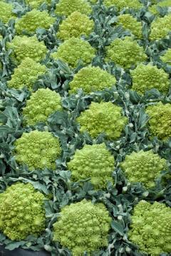 Blattgemüse, Brassica (Genus), Brassica oleracea, Cauliflower, Vegetable