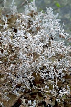 atmosphere, Frost, glazed frost, lady's mantle, Winter impression