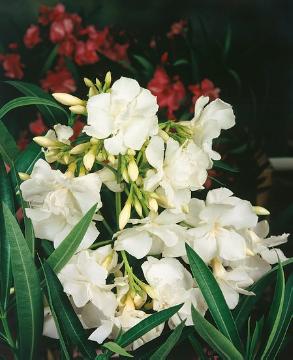double flowers, Rosebay