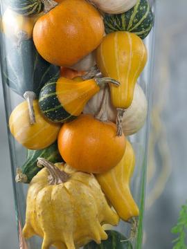 Cucurbita pepo, Fruchtschmuck im Herbst, Herbst, Mischung (Mix), Stimmungsbild, Vase