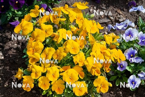 N1513395 Viola Nature™ Yellow