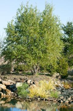 Salix babylonica var. pekinensis Tortuosa