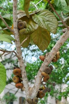 Ficus (Genus), Ficus auriculata, Fruchtstand
