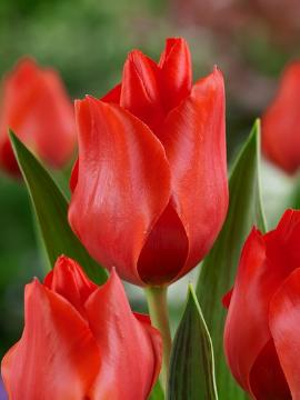 Frühlingsblüher, Tulipa (Genus), Tulipa albertii