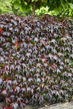 Herbstfärbung, Herbststimmung, Parthenocissus tricuspidata, Schling- und Kletterpflanze, Wandbegrünung