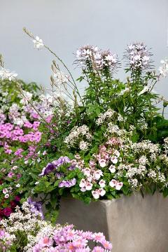 annuals mix, annuals, Diascia (Genus), Gaura lindheimeri, petunia (Genus), Plant container with Summer Flowers, planting, spurge (Genus)