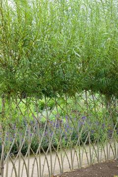 Salix viminalis, Weidezaun