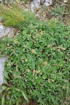 Alchemilla alpina, Alpengarten, lady's mantle (Genus), Perennials «perennials», Rock plant, Steingartenpflanze