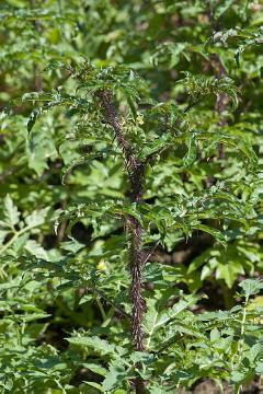 Laubgehölz, Solanum (Genus)