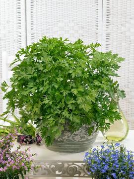 Gewürzpflanze, Kochen mit Kräutern, Petroselinum crispum