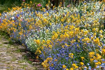 flower bed, Forgetmenot  (Genus), summer flower bed, wallflower (Genus)