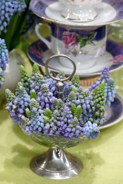 Frühlingsdekoration, Geschirr, grape hyacinth (Genus), Kaffeetasse, Muscari armeniacum, Tischdekoration, Tischkultur