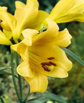 Easter Lily, Lilium Oriental-Grp.