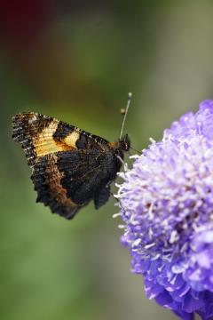 Einzelblüte, Insekten, Mehrjährige Pflanze, Scabiosa (Genus), Schmetterling