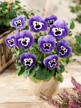 annuals, Pot, Viola x wittrockiana, violet (Genus)